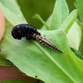 Photos: テントウムシの抜け殻を食べてた？ヤマトクサカゲロウの幼虫 - 4