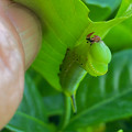 写真: オオスカシバの幼虫 - 11