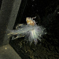Photos: 玄関にいたアミガサハゴロモの幼虫 - 1