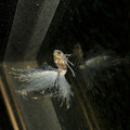 Photos: 玄関にいたアミガサハゴロモの幼虫 - 2