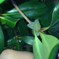 写真: 鮮やかな深緑色をしていたアミガサハゴロモ - 1
