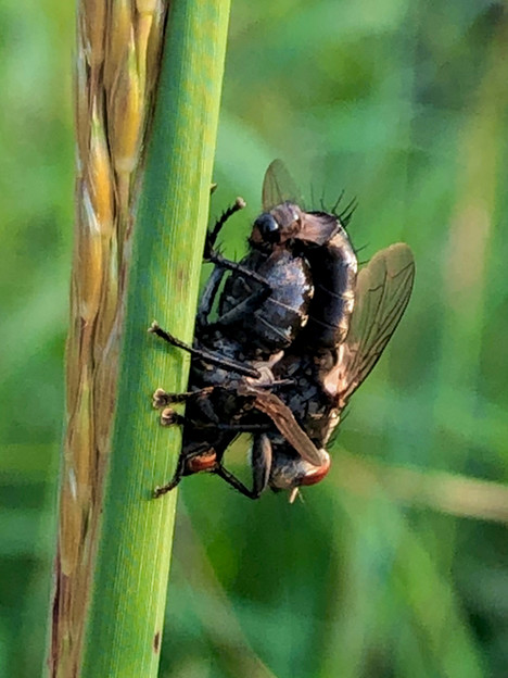 写真: 草の上で交尾中のセンチニクバエ - 15