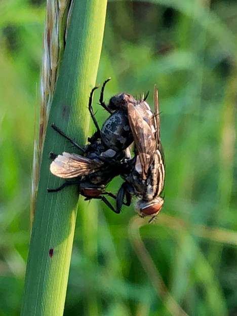 写真: 草の上で交尾中のセンチニクバエ - 19