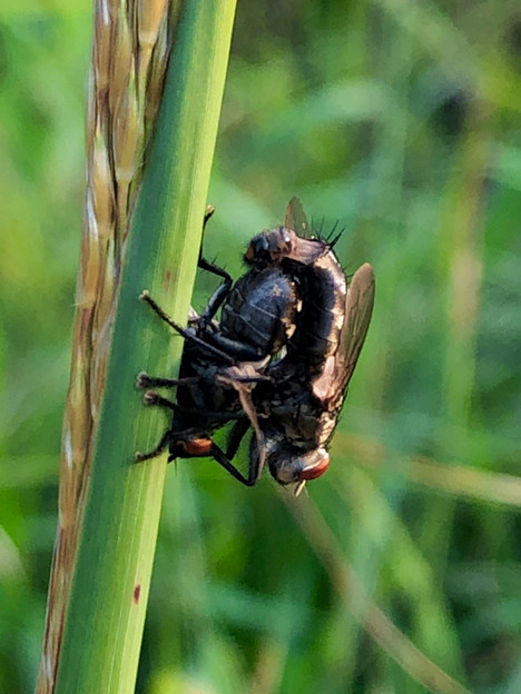 写真: 草の上で交尾中のセンチニクバエ - 20