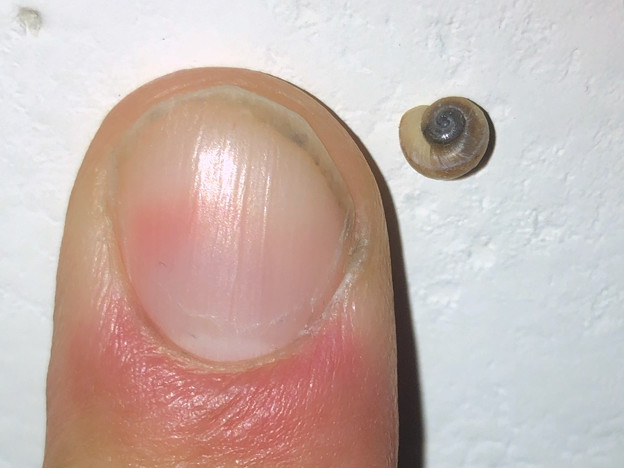 Photos: 爪先サイズの小さなカタツムリ - 2