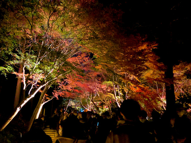 写真: 東山動植物園 紅葉ライトアップ 2022 - 7