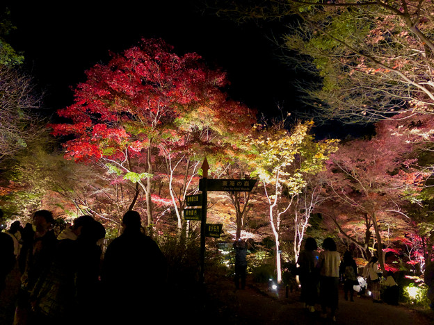 東山動植物園 紅葉ライトアップ 2022 - 11