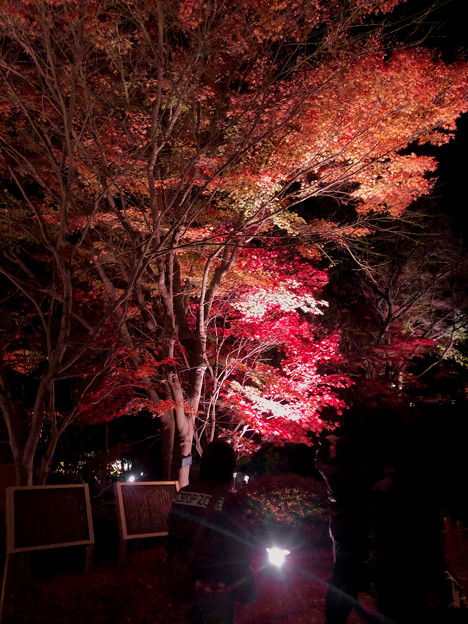 東山動植物園 紅葉ライトアップ 2022 - 12