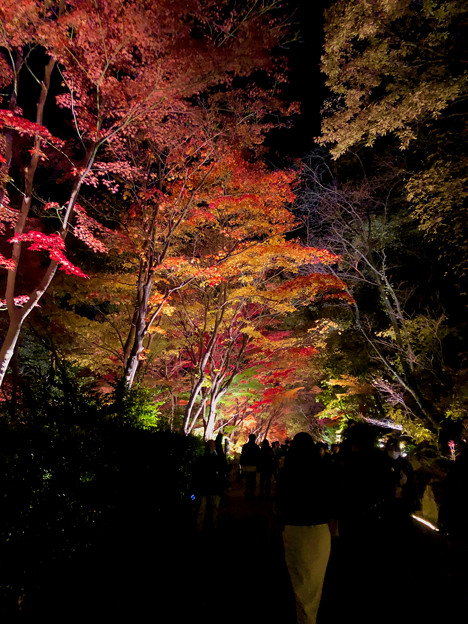 東山動植物園 紅葉ライトアップ 2022 - 18