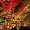 東山動植物園 紅葉ライトアップ 2022 - 19