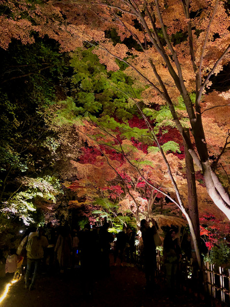 東山動植物園 紅葉ライトアップ 2022 - 15