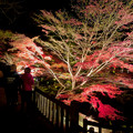 東山動植物園 紅葉ライトアップ 2022 - 20
