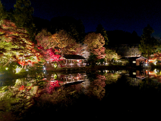 東山動植物園 紅葉ライトアップ 2022 - 22