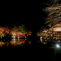 写真: 東山動植物園 紅葉ライトアップ 2022 - 24