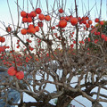 写真: 沢山の実がついてた柿の木 - 3