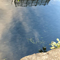 写真: 堀川（黒川）を埋め尽くすように泳いでたボラ - 8