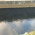 写真: 堀川（黒川）を埋め尽くすように泳いでたボラ - 11