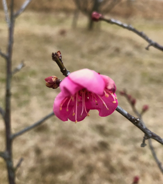 Photos: 落合公園：梅の開花を確認（2023年2月1日）
