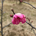 Photos: 落合公園：梅の開花を確認（2023年2月1日）