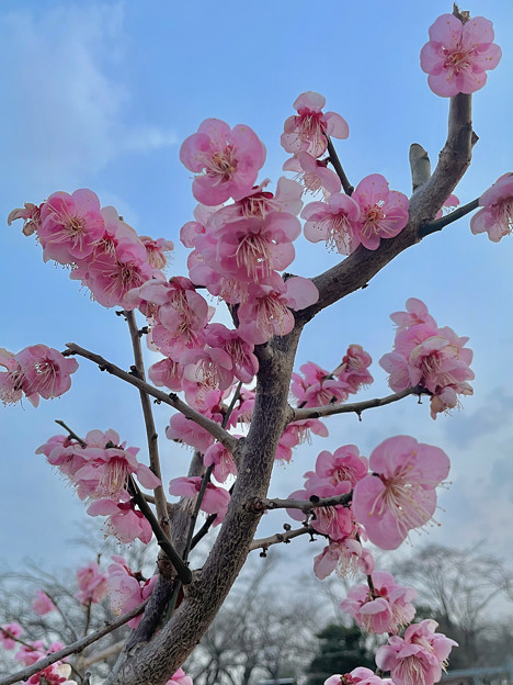 写真: 落合公園の満開の梅（2023年3月8日）