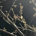 一輪だけ咲いてた中央道桃花台の桜