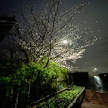 写真: 今年はもう満開だった中央道沿いの桜 - 2