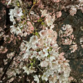 Photos: 満開だった沿道の桜 - 2