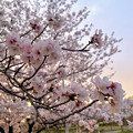 写真: 満開だった落合公園の桜（2023年3月27日） - 7