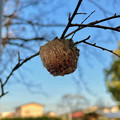 Photos: 枝についてたカマキリの卵塊 - 1