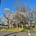 写真: 満開の八田川沿いの桜（2023年3月28日） - 1