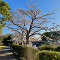 写真: 満開の八田川沿いの桜（2023年3月28日） - 2