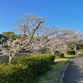 写真: 満開の八田川沿いの桜（2023年3月28日） - 3