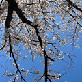 写真: 満開の八田川沿いの桜（2023年3月28日） - 4