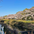写真: 満開の八田川沿いの桜（2023年3月28日） - 8