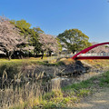 満開の八田川沿いの桜（2023年3月28日） - 9