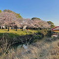 写真: 満開の八田川沿いの桜（2023年3月28日） - 11