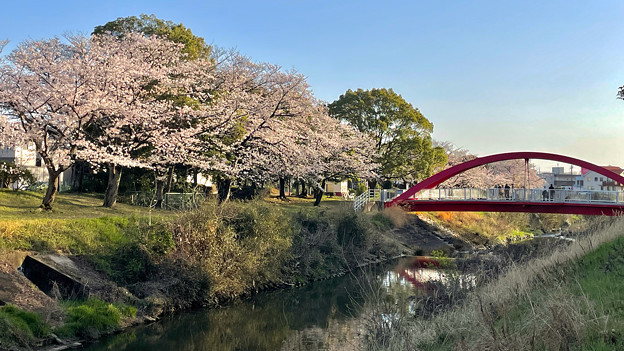 写真: 満開の八田川沿いの桜（2023年3月28日） - 12