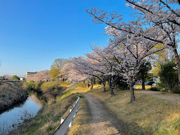 満開の八田川沿いの桜（2023年3月28日） - 17