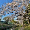 満開の八田川沿いの桜（2023年3月28日） - 13