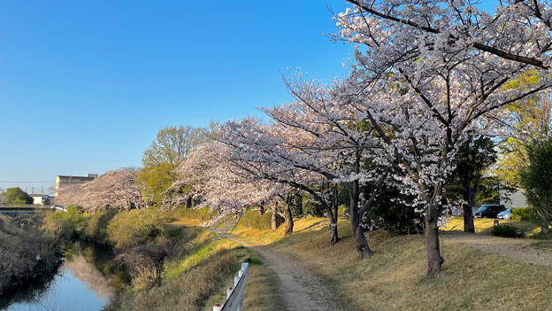 写真: 満開の八田川沿いの桜（2023年3月28日） - 18