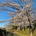 写真: 満開の八田川沿いの桜（2023年3月28日） - 19