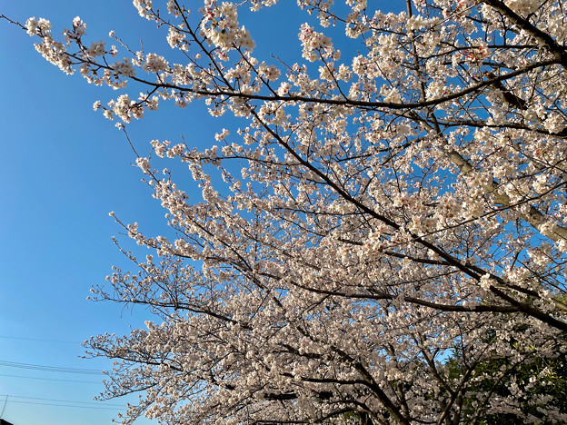 満開の八田川沿いの桜（2023年3月28日） - 21