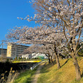 満開の八田川沿いの桜（2023年3月28日） - 23