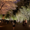 東山動植物園春まつり：竹林のライトアップ - 1