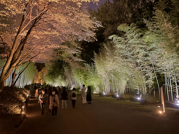 東山動植物園春まつり：竹林のライトアップ - 2