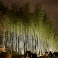 東山動植物園春まつり：竹林のライトアップ - 3