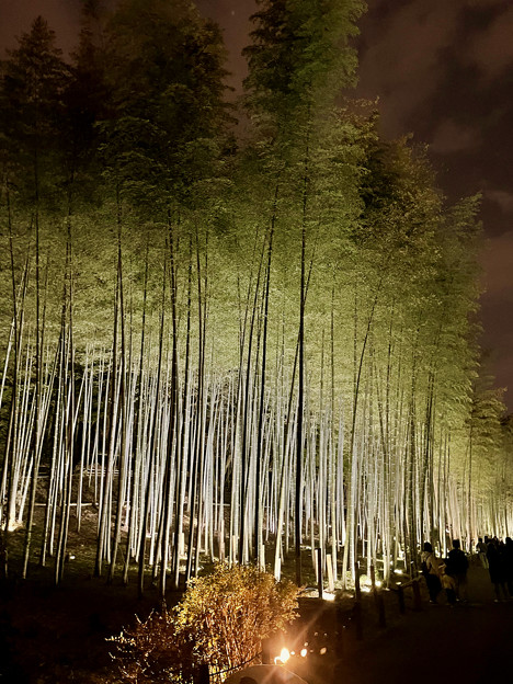 東山動植物園春まつり：竹林のライトアップ - 4
