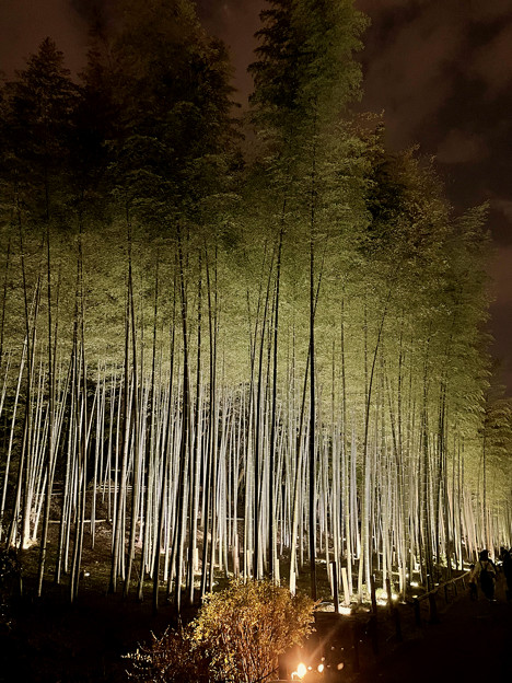東山動植物園春まつり：竹林のライトアップ - 5