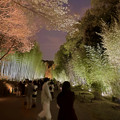 東山動植物園春まつり：竹林のライトアップ - 6