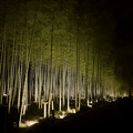 東山動植物園春まつり：竹林のライトアップ - 7